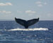Whale Tail