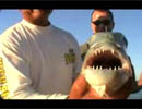 Captain Clay - Neal's Uku - You Tube